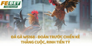 Đá gà WS168 - Đoán trước chiến kê thắng cuộc, rinh tiền tỷ