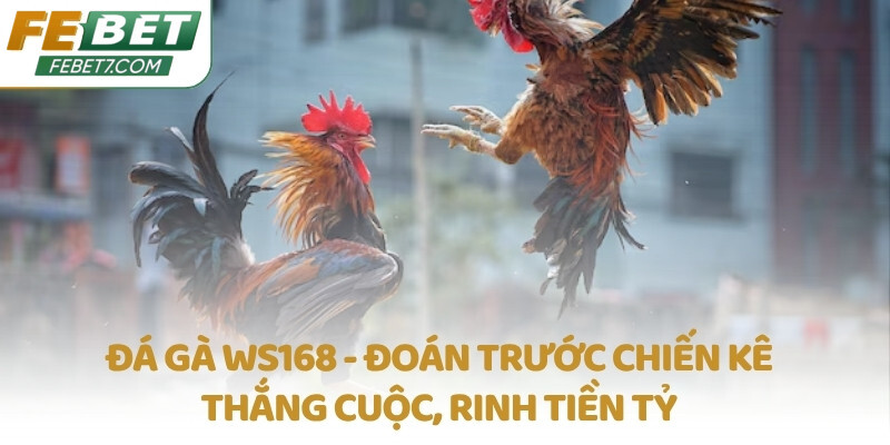 Đá gà WS168 - Đoán trước chiến kê thắng cuộc, rinh tiền tỷ