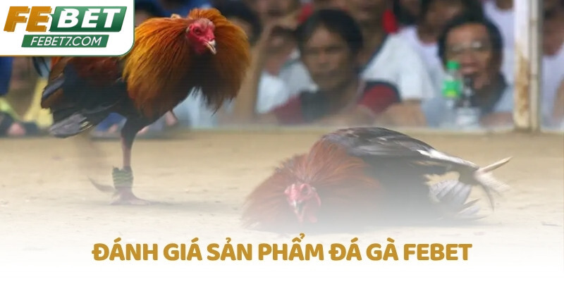 Đánh giá sản phẩm Đá Gà FEBET