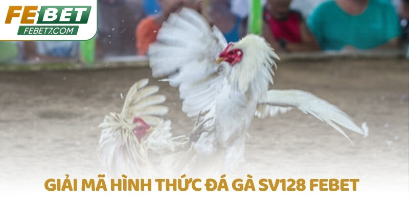 Giải mã hình thức Đá gà SV128 FEBET