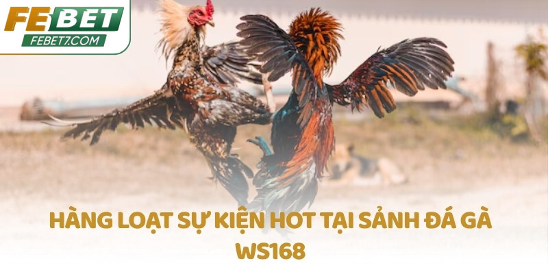 Hàng loạt sự kiện hot tại sảnh Đá gà WS168