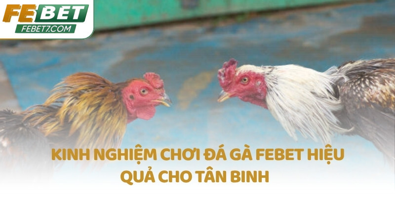 Kinh nghiệm chơi Đá Gà FEBET hiệu quả cho tân binh  