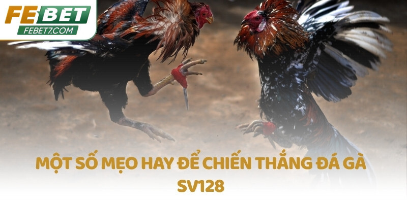 Một số mẹo hay để chiến thắng Đá Gà SV128