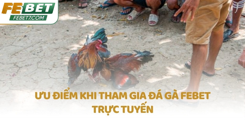 Ưu điểm khi tham gia Đá Gà FEBET trực tuyến