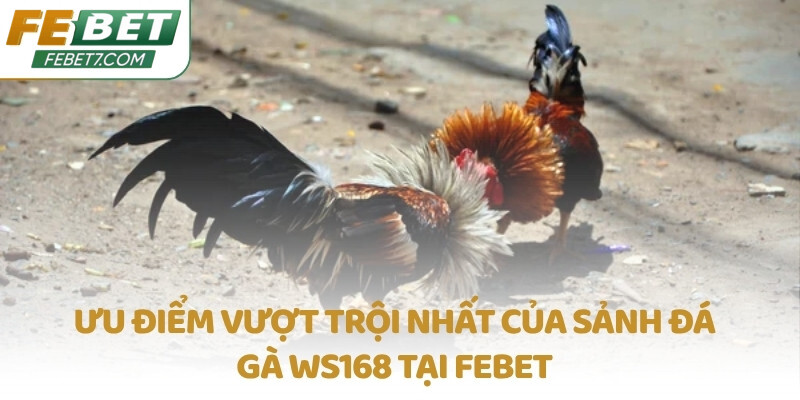 Ưu điểm vượt trội nhất của sảnh Đá Gà WS168 tại FEBET