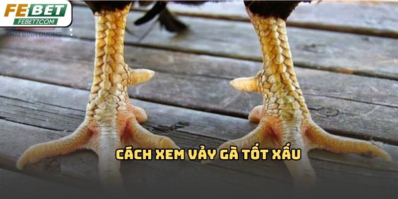 Cách xem vảy gà tốt xấu Febet – Bí quyết chọn chiến kê hiệu quả