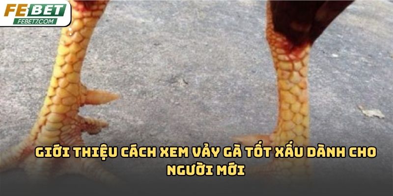 Cách xem vảy gà tốt xấu Febet – Bí quyết chọn chiến kê hiệu quả