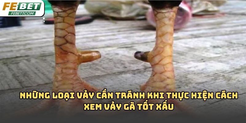 Cách xem vảy gà tốt xấu Febet – Bí quyết chọn chiến kê hiệu quả