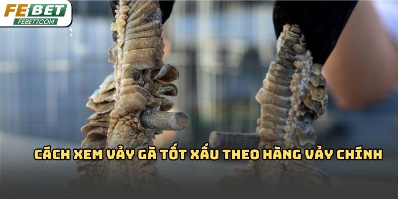 Cách xem vảy gà tốt xấu Febet – Bí quyết chọn chiến kê hiệu quả