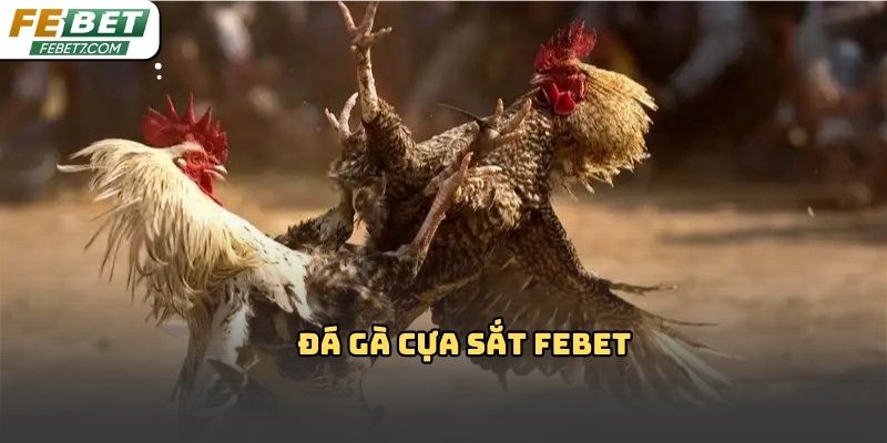 Đá gà cựa sắt Febet – Hình thức giải trí kịch tính 2026