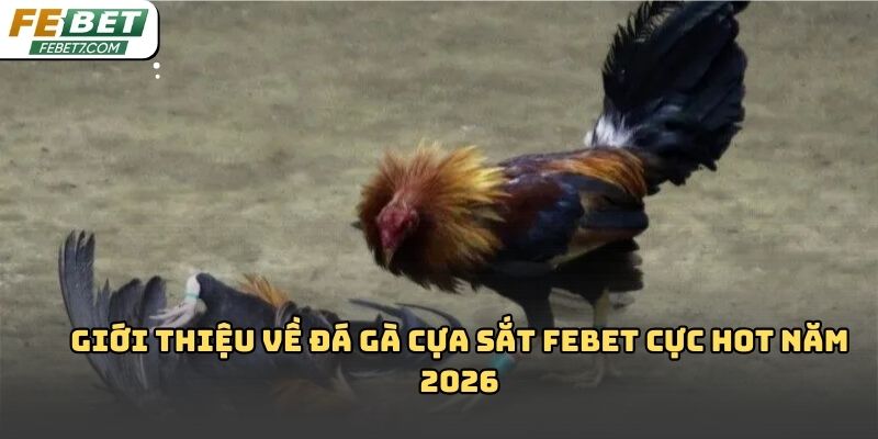 Đá gà cựa sắt Febet – Hình thức giải trí kịch tính 2026