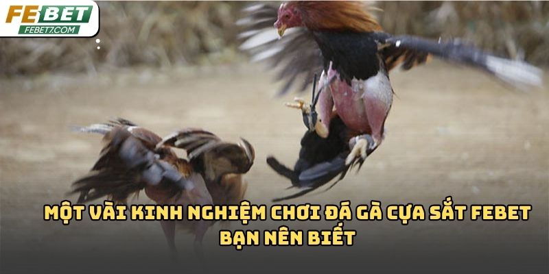 Đá gà cựa sắt Febet – Hình thức giải trí kịch tính 2026